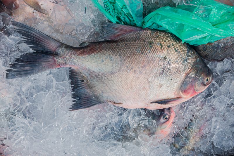  <div class='credito_fotos'>Foto: Heloam Sousa &nbsp;&nbsp;|&nbsp;&nbsp; <a href='/midias/2022/originais/7412_2be5a23f-7c43-10ad-80ca-b5f3888ca30e.jpg' download><i class='fa-solid fa-download'></i> Download</a></div>