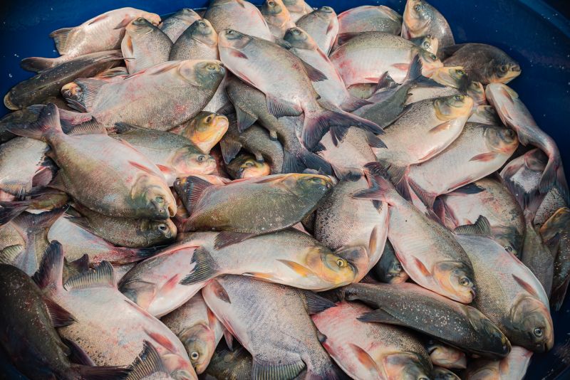  <div class='credito_fotos'>Foto: Heloam Sousa &nbsp;&nbsp;|&nbsp;&nbsp; <a href='/midias/2022/originais/7412_e7566f3d-7b6d-2dde-a8c6-8946df993752.jpg' download><i class='fa-solid fa-download'></i> Download</a></div>