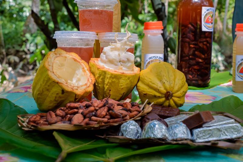 notícia: Benevides aumenta a produção de cacau e entra no seleto grupo dos municípios produtores do Pará